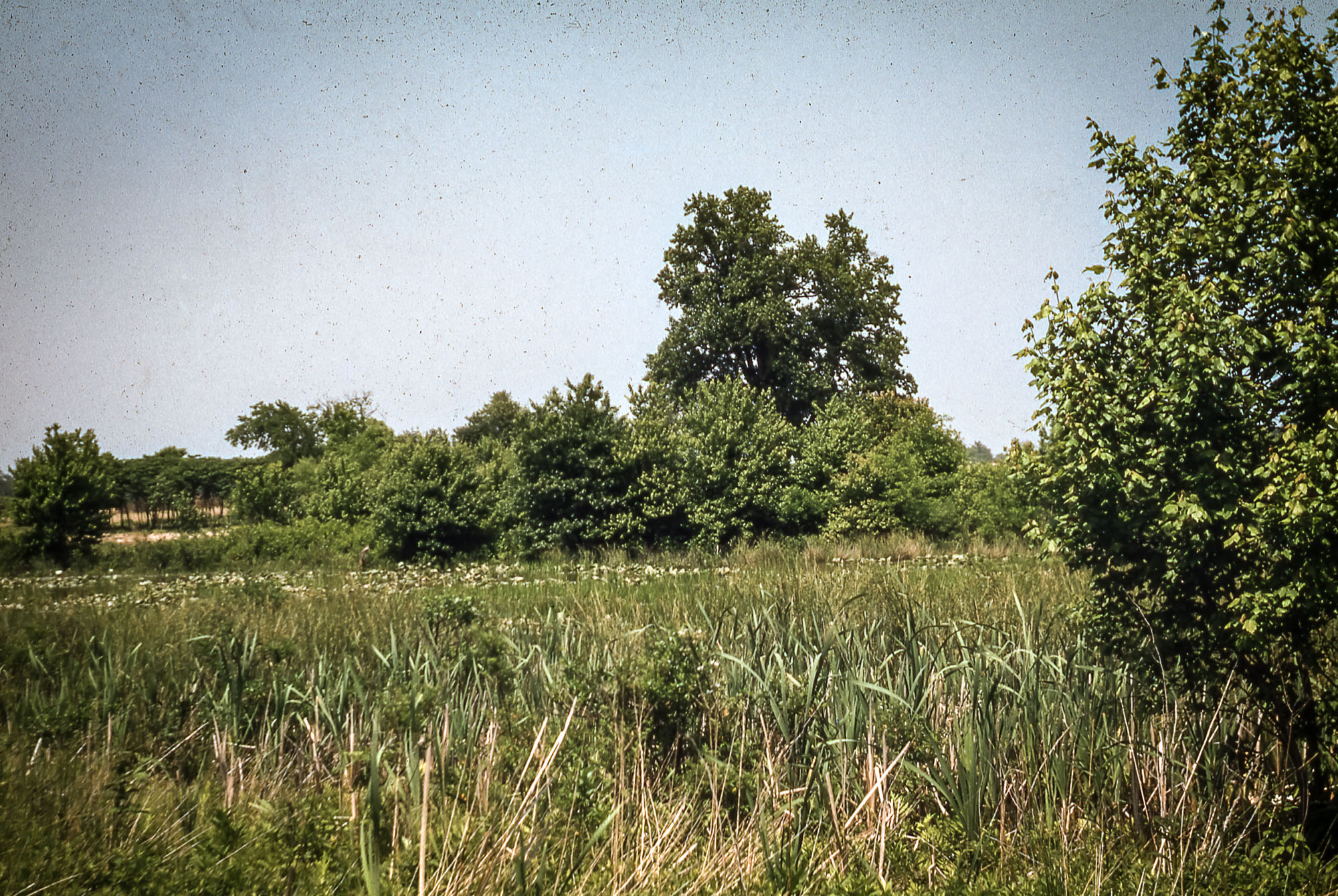 A grassy field and trees under a clear sky.